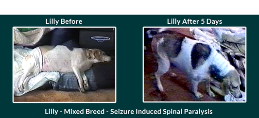 Natural, Yet Effective Help for Dog Paralysis