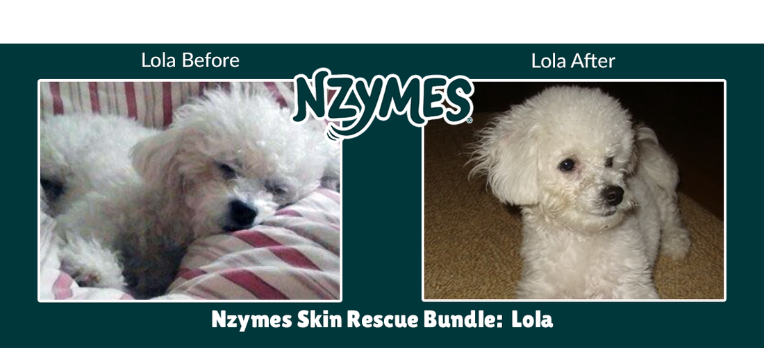 Lola – A Bichon Frise Beats the Hot Spots