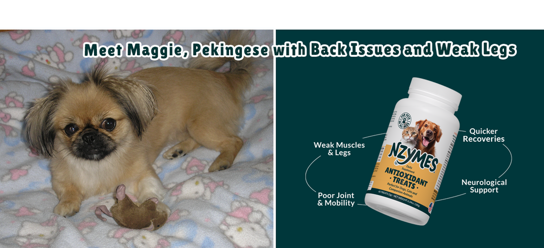 Pekingese Dog & Back Problems