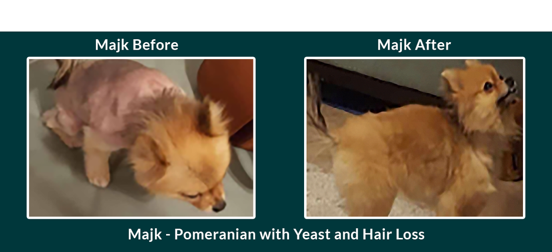 Pomeranian Hair Loss Concerns Answered