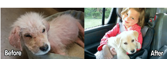 Mange Problems in Dogs or Cats