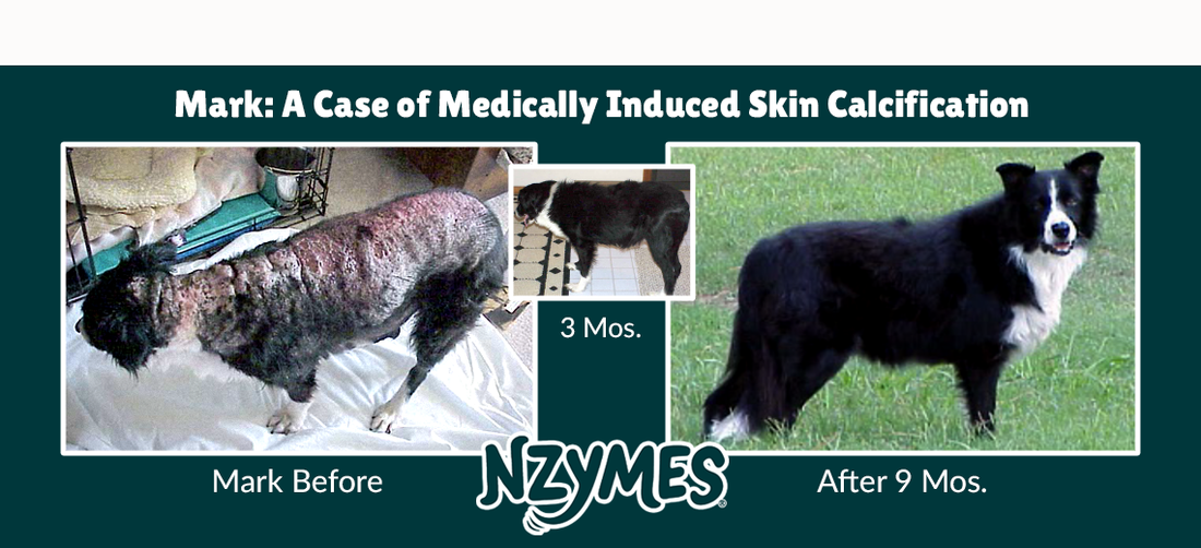 Mark, Border Collie Story: Near Death & Severely Calcified Skin