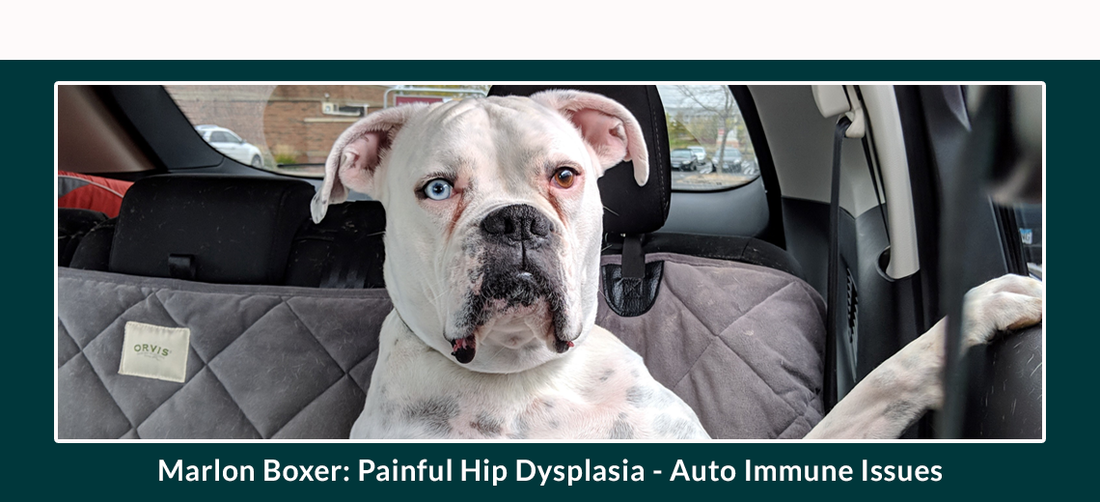 Marlon – Boxer-mix Defies Extreme Immune Odds