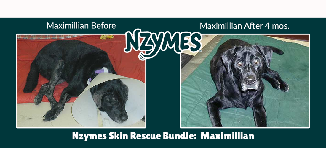 MAX WITH LIVER DAMAGE & YEAST INFECTION TROUBLES