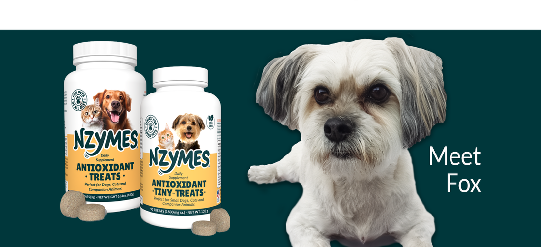Fox, Shih-Tzu Mix Recovering from Paralysis