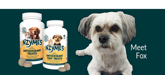 Fox, Shih-Tzu Mix Recovering from Paralysis