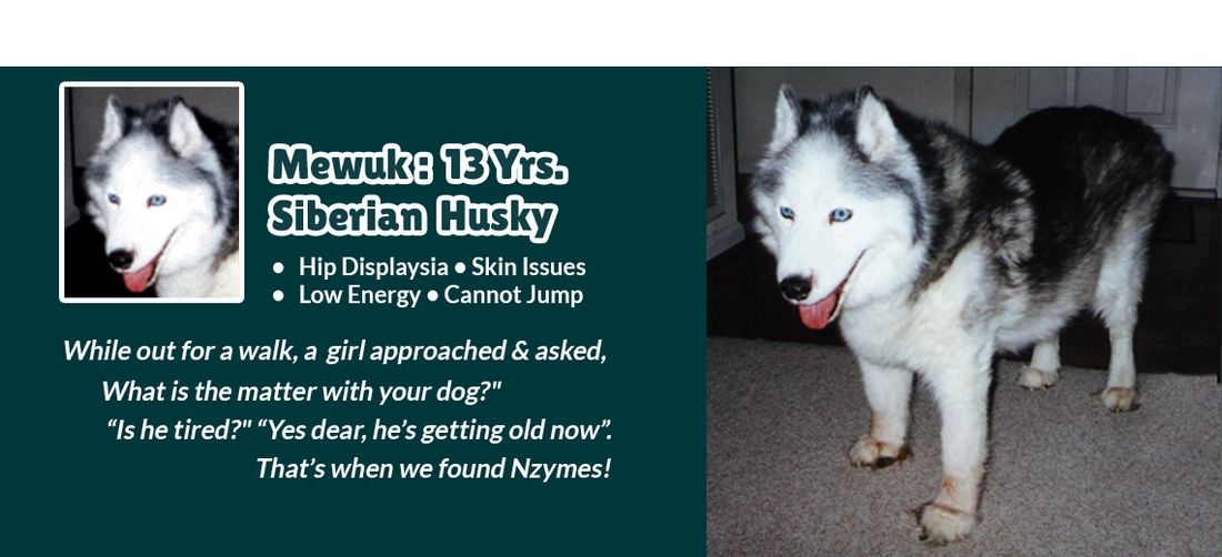 Siberian Husky & Hip Pain Trouble Improvement