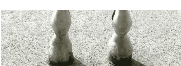Navicular Problems in Horses