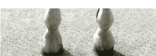 Navicular Problems in Horses