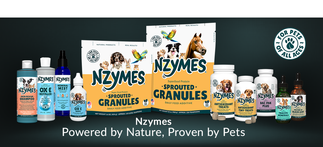 Best Enzyme Supplements for Optimum Pet Health