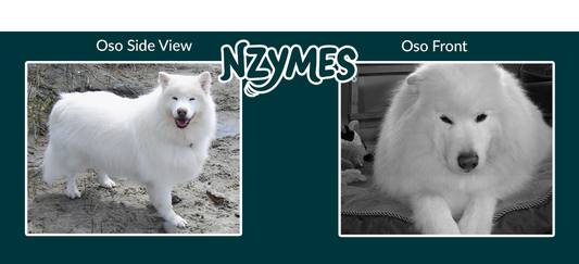 Learn about Oso V, a Samoyed with Degenerative Myelopathy