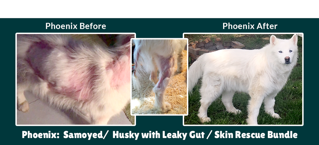 Samoyed Husky Wolf mix Recovers from Severe Neglect