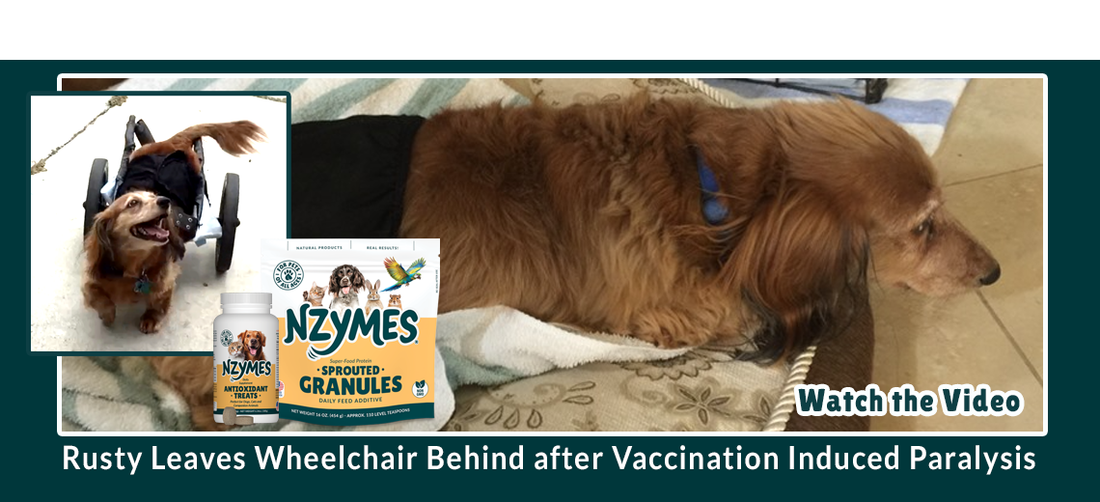 Dachshund Recovers from Vaccination Induced Paralysis