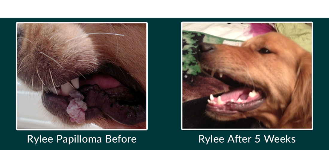 Rylee the Golden Retriever Conquers Mouth Warts