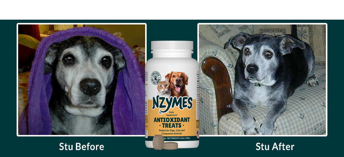 Aging Jack Russell/Lab mix Regains Mobility, Vitality