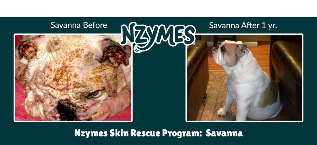 Savanna, Bulldog Overcomes Serious Skin & Ear Issues