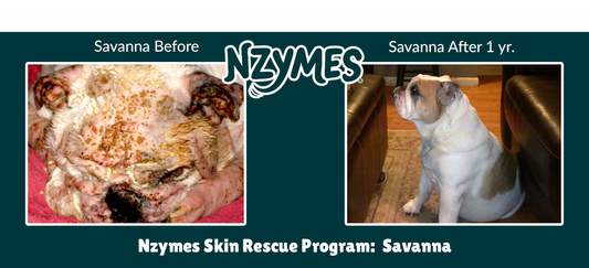 Savanna, Bulldog Overcomes Serious Skin & Ear Issues
