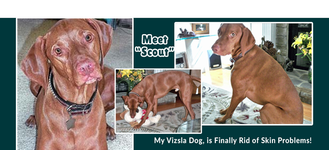 Vizsla Dog Gets Help to Clear Skin Problems