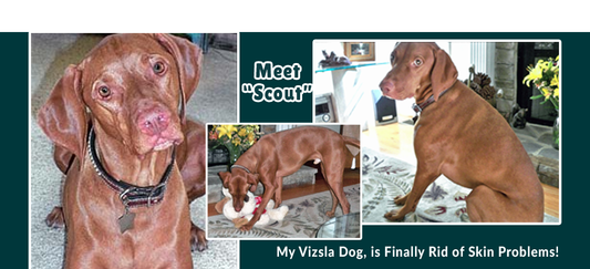 Vizsla Dog Gets Help to Clear Skin Problems