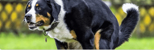Bloody Diarrhea in Dogs