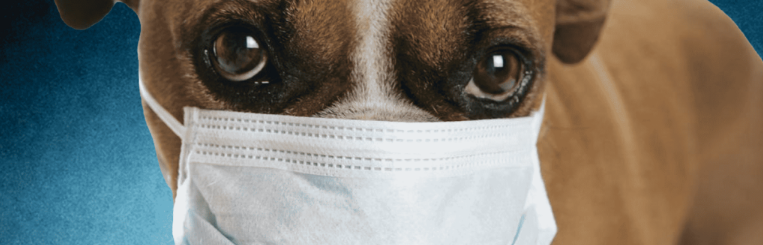 Bronchitis in Dogs – What to Know
