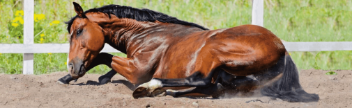 Colic in Horses – What to Look For