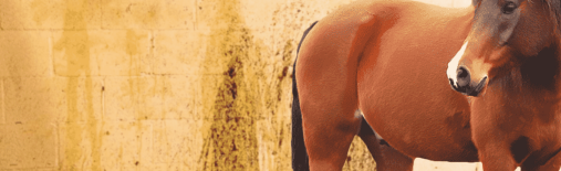 Diarrhea in Horses – Causes and Corrective Steps