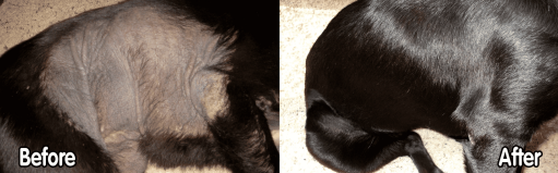 Skin Blackening in Dogs