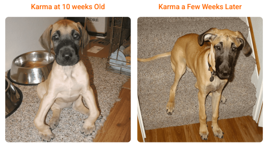 Knuckling Over In Dogs – Great Dane Pup Recovers