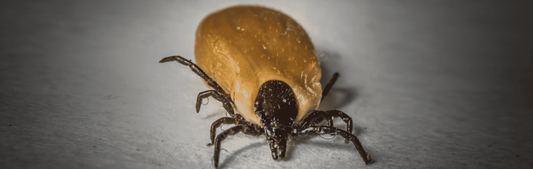 Lyme Disease & Tick Paralysis in Dogs
