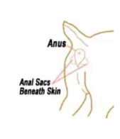 Anal Gland Problems in Dogs