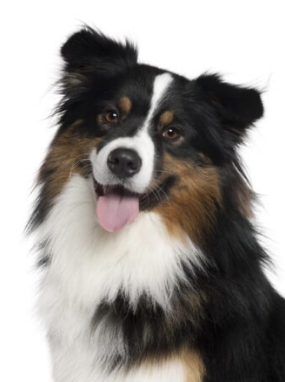Australian Shepherd with Hip Dysplasia?