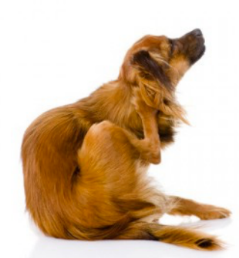 Dermatitis in Dogs