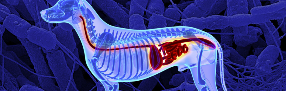 Digestion Problems in Dogs: What to Know
