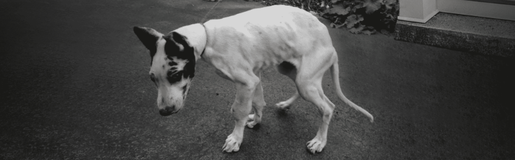 HOD in Dogs, a Growth Disorder