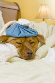 Top 5 Homemade Remedies for Kennel Cough Symptoms