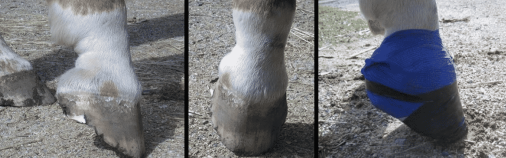 Horse Hoof Abscesses – Causes and Care