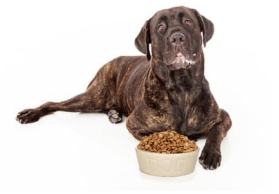 Kibble Dog Food With Glucosamine – Is It Enough?