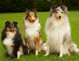 MDR1 Gene Mutation and your Herding Breed