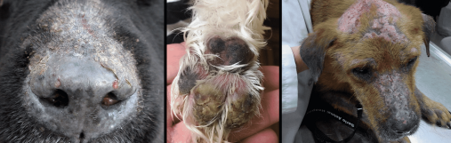 Pemphigus in Dogs