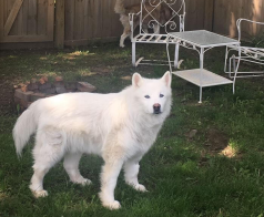 Samoyed Husky Wolf mix Recovers from Severe Neglect