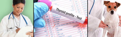 Thyroid Problems in Dogs – Signs and Symptoms