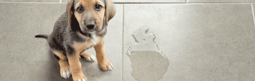 Urinary Incontinence in Dogs, What can be Done?