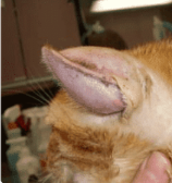 Aural Hematoma in Dogs