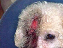 Bichon Frise Conquers Dog Allergies Symptoms