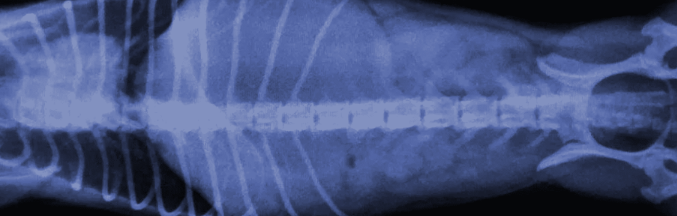 Bloat & Torsion in Dogs: Facts You Must Know