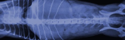 Bloat & Torsion in Dogs: Facts You Must Know