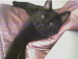 Big Boy: DSH Cat Broken Tail Recovery Story