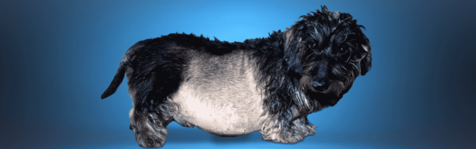 Cushings Disease in Dogs – What to Know
