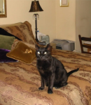 Felix and Feline Hepatitis